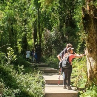 Alerce Andino una joya de la Patagonia Norte.